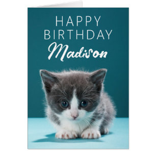 Happy Birthday   Little Kitten