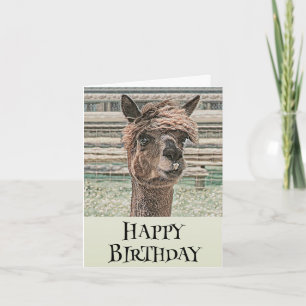 Happy Birthday Llama - Birthday Card