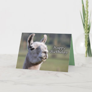 Happy Birthday llama   Ms llama happy birthday Card