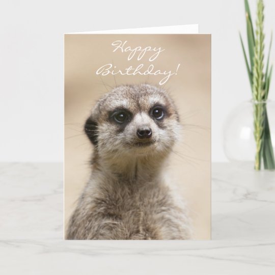 Happy Birthday Meerkat Card | Zazzle.co.uk
