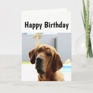 Happy Birthday Middle Age Over the Hill Humour Dog Card