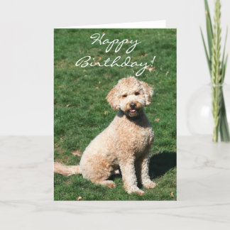 Happy Birthday Mini Goldendoodle greeting card