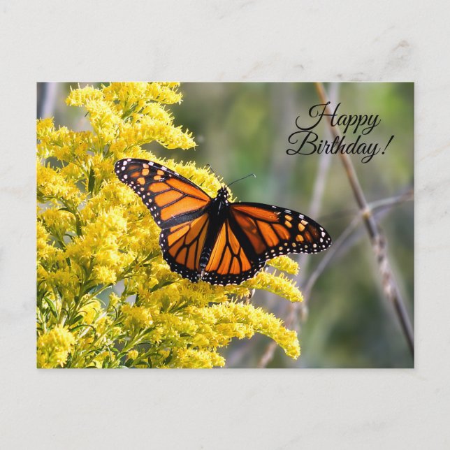 Happy Birthday Monarch Butterfly Postcard (Front)