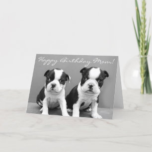 Happy Birthday Mum Boston Terrier Puppies card