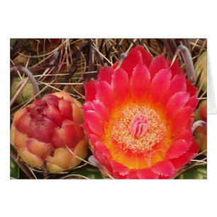 Happy Birthday Nana Bright Pink Cactus Bloom Photo