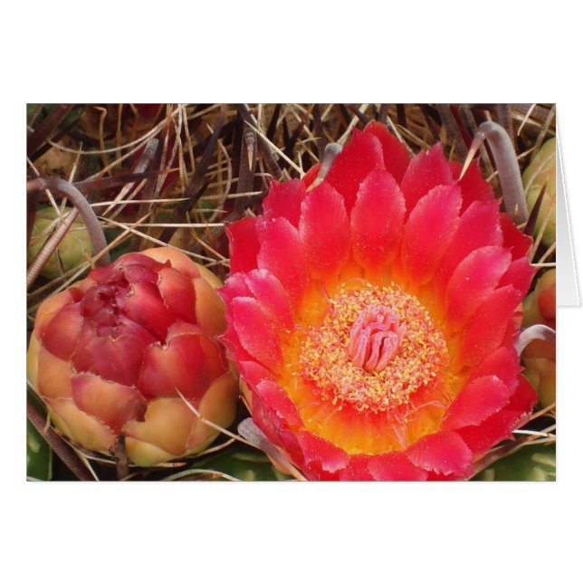 Happy Birthday Nana Bright Pink Cactus Bloom Photo (Front Horizontal)