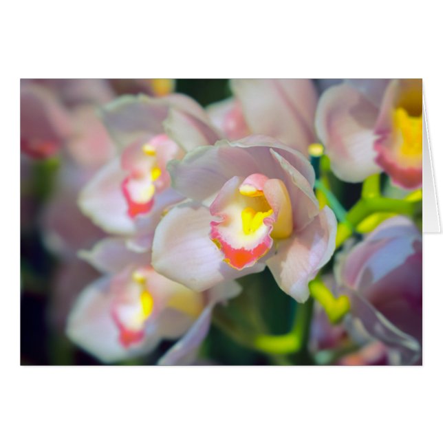 Happy Birthday Orchid Restyle Greeting Card (Front Horizontal)