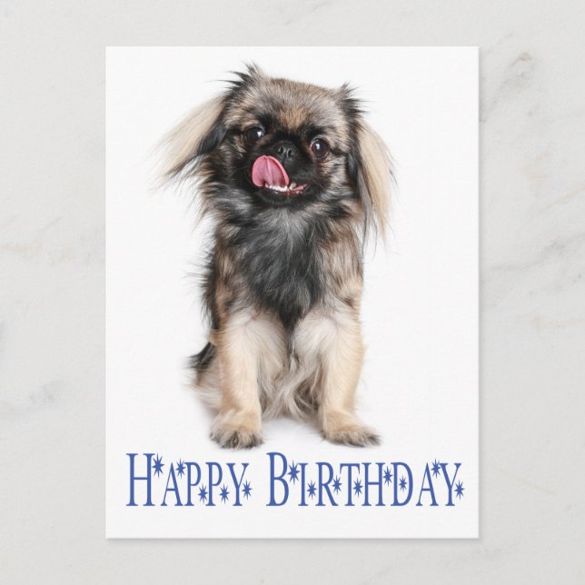 Happy Birthday Pekingese Puppy Dog Blue Postcard (Front)