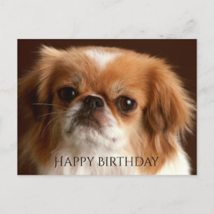 Happy Birthday Pekingese Red Brown Puppy Dog Black Postcard