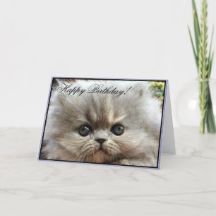 Happy Birthday Persian kitten greeting card