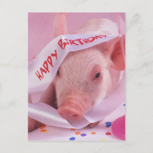 Happy birthday pig postcard