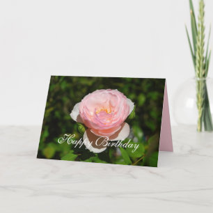 Happy Birthday Pink English Rose Card