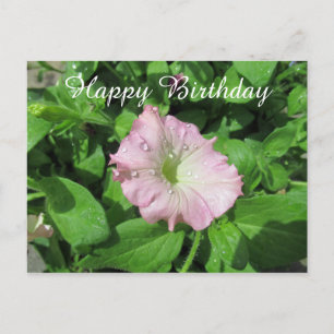 Happy Birthday Pink Petunia Photography Postcard