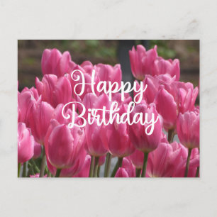 Happy Birthday Pink Tulip Flowers Postcard