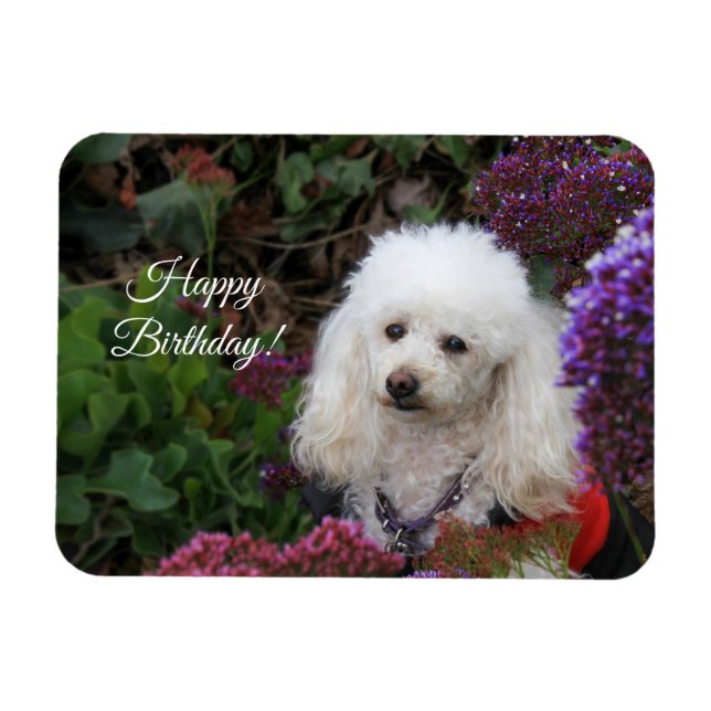 Happy Birthday poodle dog magnetic card Magnet (Horizontal)