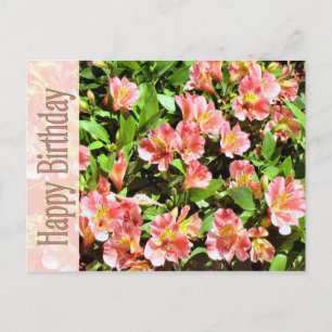 happy birthday postcard