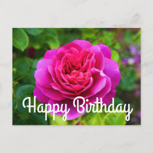 Happy Birthday Princess Anne Rose #1 Postcard