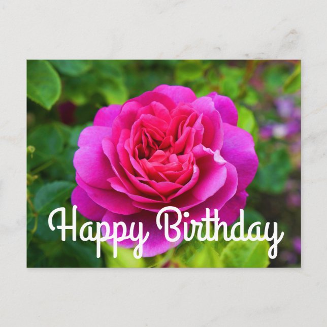 Happy Birthday Princess Anne Rose #1 Postcard (Front)
