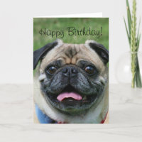 Happy Birthday Pug Greeting Card