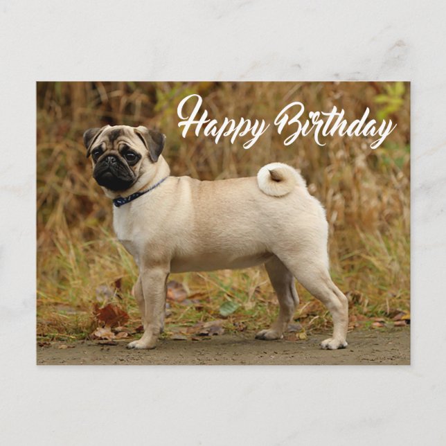 Happy Birthday Pug Puppy Dog Postcard (Front)