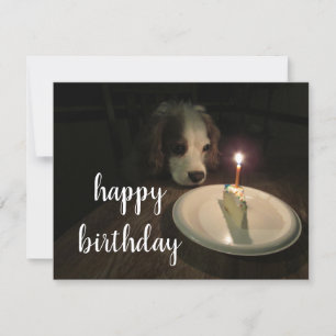 Happy Birthday Puppy   Blank Greeting Card