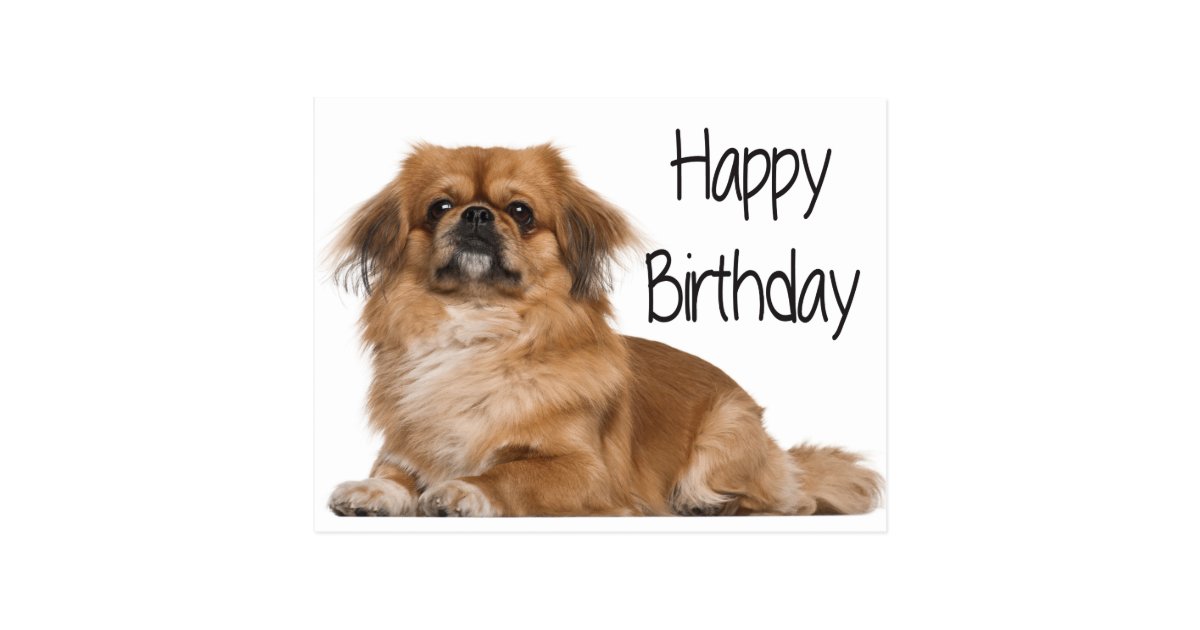 Happy Birthday Puppy Dog Black Postcard Zazzle Co Uk