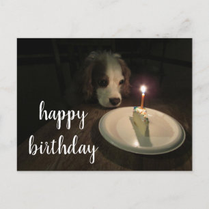 Happy Birthday Puppy   Postcard