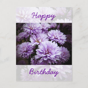 Happy Birthday - Purple Haze Chrysanthemums Postcard