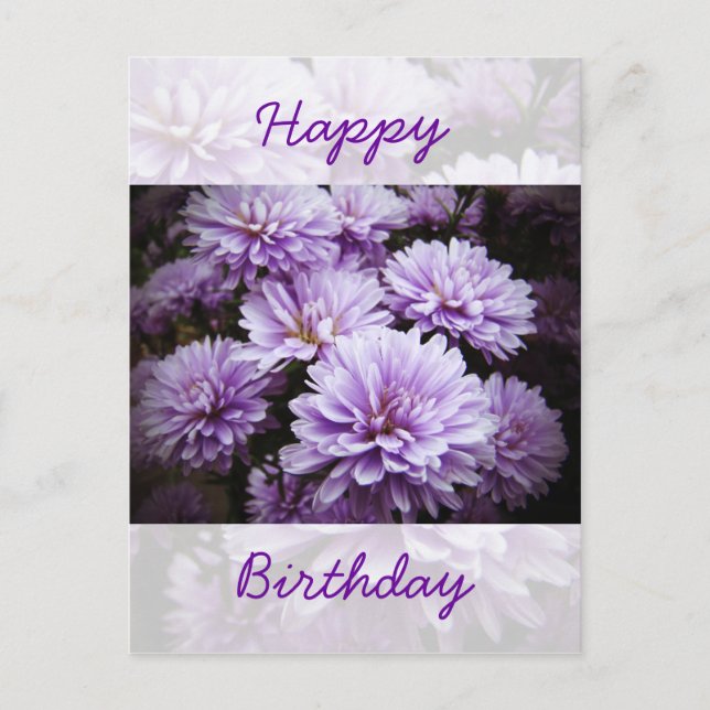 Happy Birthday - Purple Haze Chrysanthemums Postcard (Front)