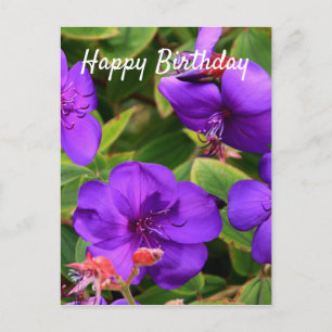 Happy Birthday: Purple Tibouchina Flowers Postcard