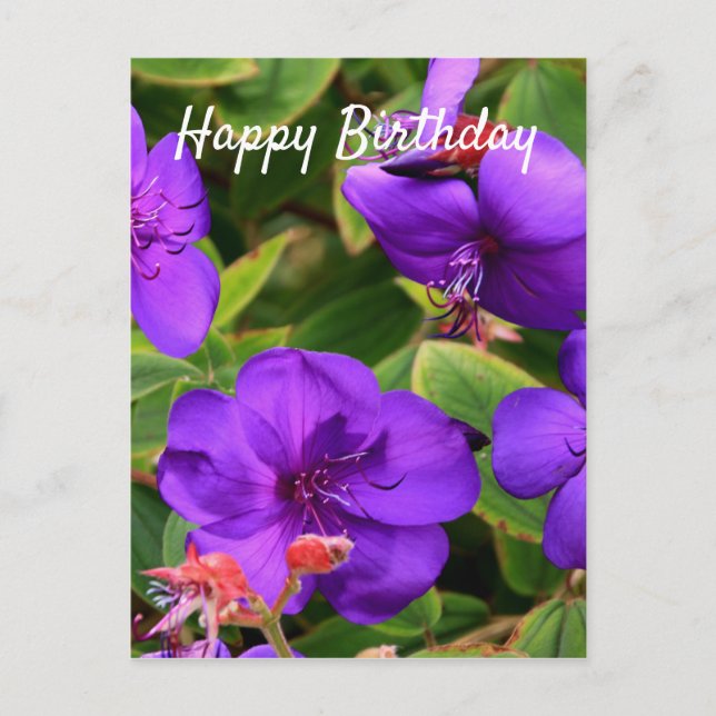 Happy Birthday: Purple Tibouchina Flowers Postcard (Front)