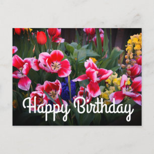 Happy Birthday Red and White Tulips Postcard