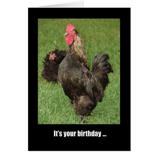 Happy Birthday Rooster, Strut Your Stuff! | Zazzle