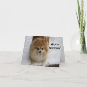 HAPPY BIRTHDAY SAYS THE POMERANIAN CARD
