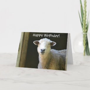 Happy Birthday Sheep Card