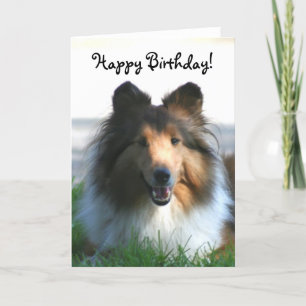 Happy Birthday Shetland Sheepdog greeting card