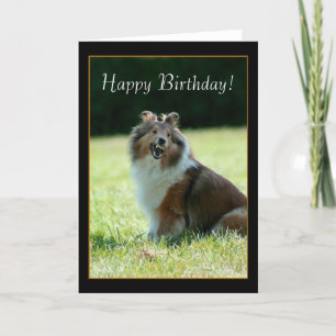 Happy Birthday Shetland Sheepdog greeting card
