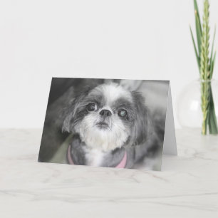 Happy Birthday Shitzu Girl Greeting Card