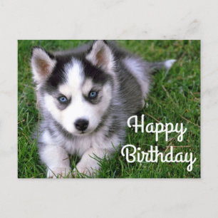 Happy Birthday Siberian Husky Puppy Dog Post Card