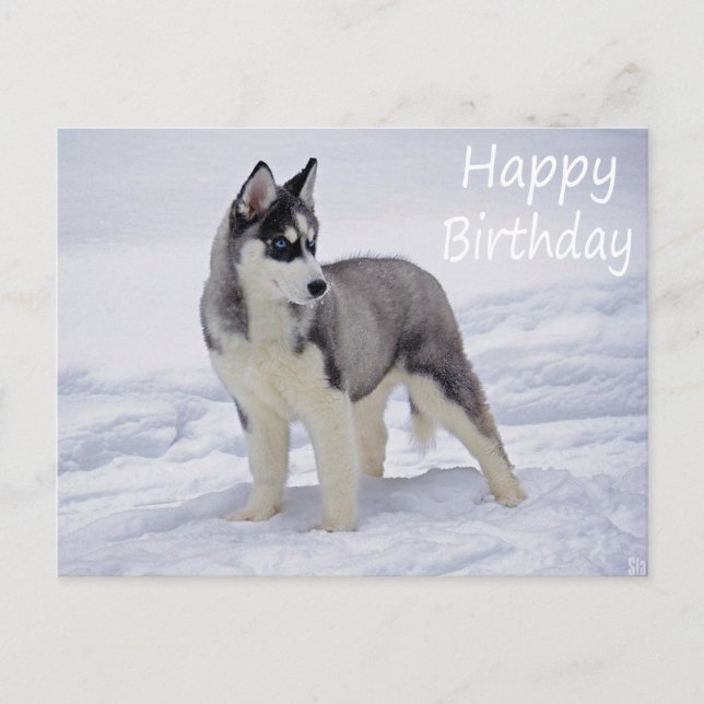 Happy Birthday Siberian Husky Puppy Dog Post Card (Front)
