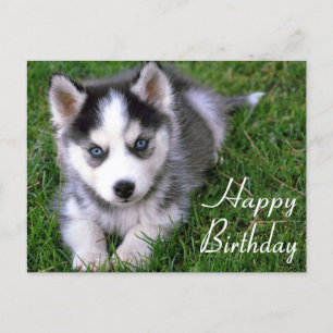 Happy Birthday Siberian Husky Puppy Dog Post Card