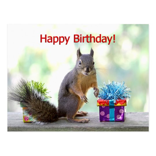 Happy Birthday Squirrel Postcard