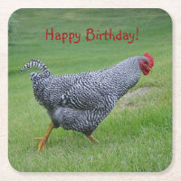 Happy Birthday Strolling Chicken