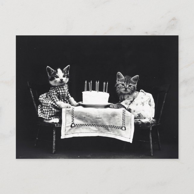 Happy Birthday to Meow | Kitties with Cake Postcard (Front)