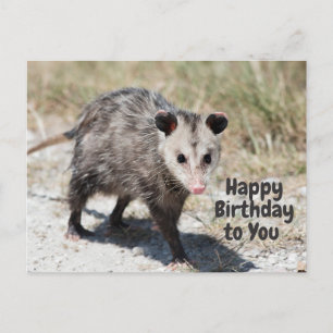 Happy Birthday to You Cute Opossum Walking  Postcard
