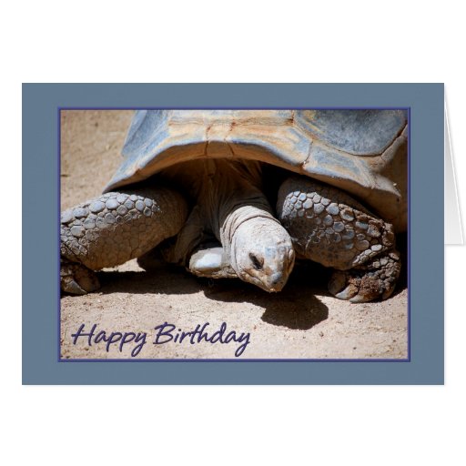 Happy Birthday Tortoise Greeting Card | Zazzle