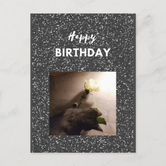 Happy Birthday. Tuxedo cat with a rose. Postcard