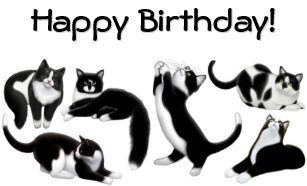 Black And White Cat Birthday Cards Zazzle Uk
