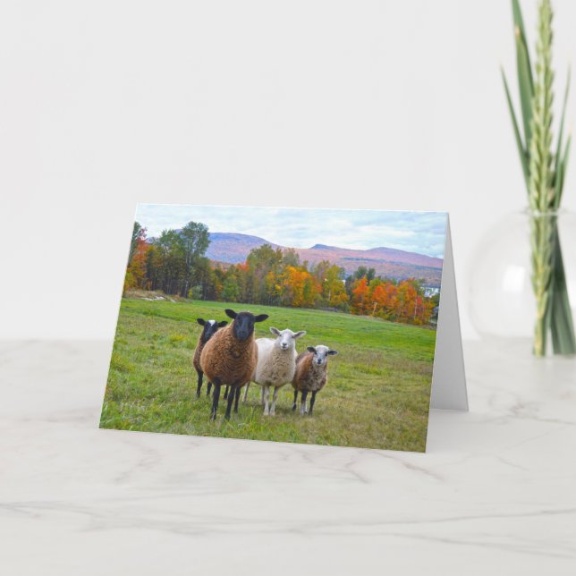 Happy Birthday Vermont Sheep in Autumn Card (Front)