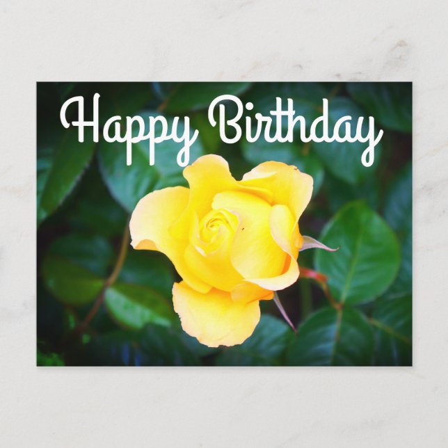 Happy Birthday Walking on Sunshine Rose#1 Postcard (Front)